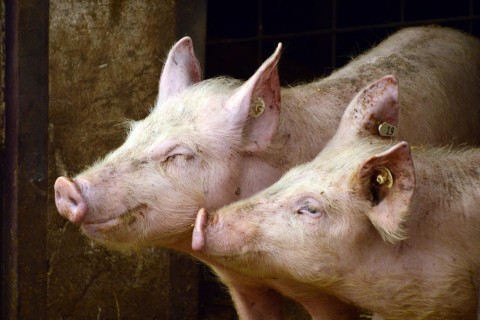 Veterinäramt legt Schwerpunkt aktueller Kontrollen auf schweinehaltende Betriebe